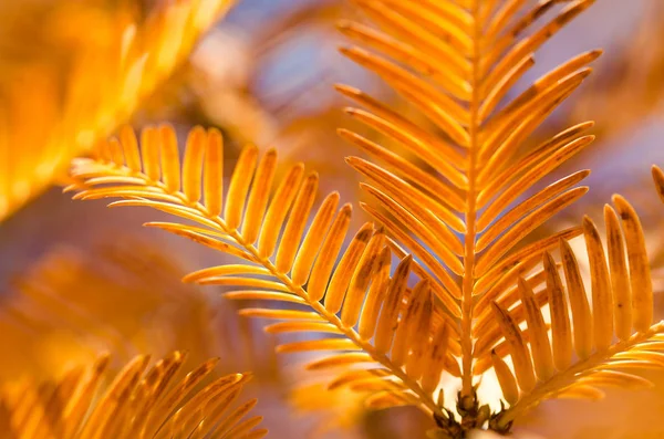 Gouden Naalden Van Dawn Redwood Herfst — Stockfoto