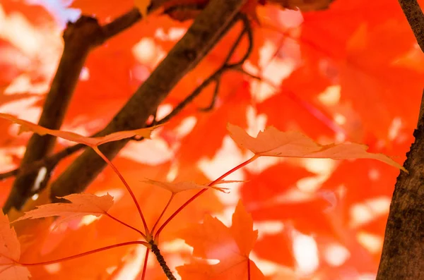 Crimson Maple Leaves Exposing Elegance Autumn — стоковое фото