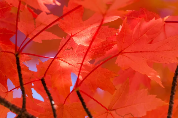 Arce Carmesí Deja Elegancia Del Otoño —  Fotos de Stock