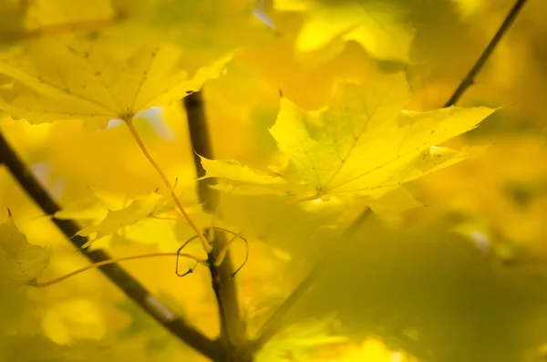 Φύση Αφηρημένο Χρυσά Φύλλα Σφενδάμου Παρουσιάζοντας Την Κομψότητα Του Φθινοπώρου — Φωτογραφία Αρχείου
