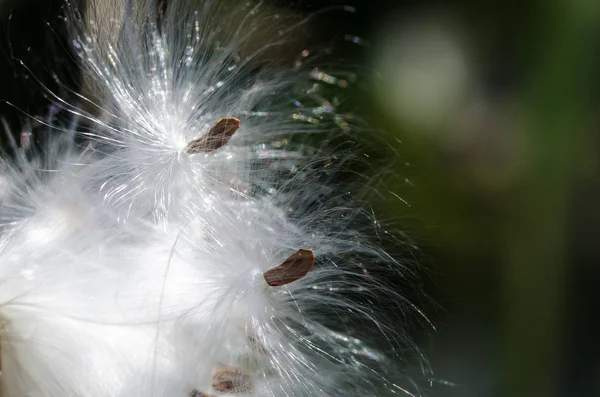 Natura Astratta Eleganti Fibre Bianche Lattuga Che Presentano Loro Semi — Foto Stock