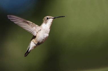 Siyah çeneli sinek kuşu uçuş Hovering ormanın derinliklerinde