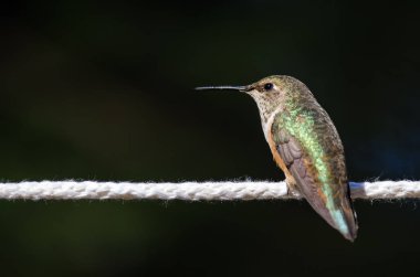 Rufous Hummingbird Bir parça beyaz çamaşır ipine tünemiş
