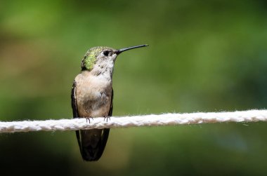 Rufous Hummingbird Bir parça beyaz çamaşır ipine tünemiş