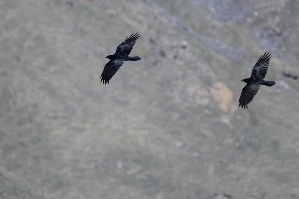 Dois Corvos Negros Comuns Voando Sobre Chão Canyon — Fotografia de Stock