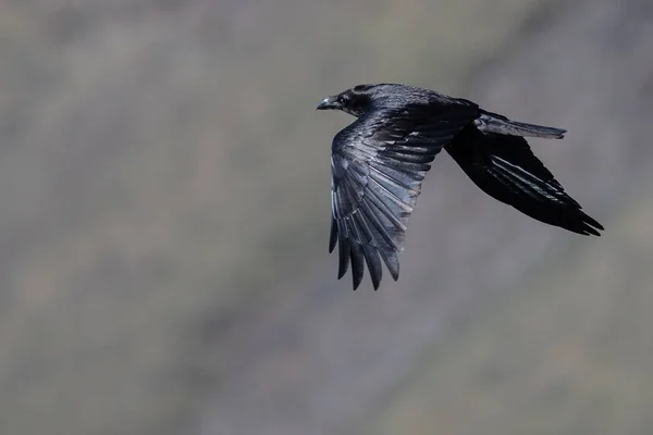 Cuervo Negro Común Sobrevolando Piso Del Cañón — Foto de Stock