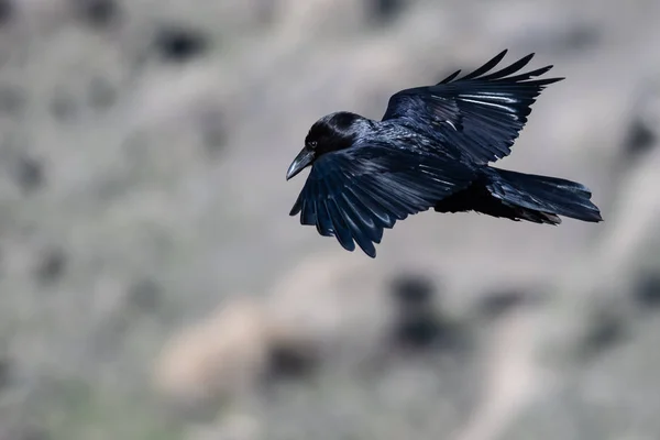 常见的黑色乌鸦飞越峡谷地面 — 图库照片