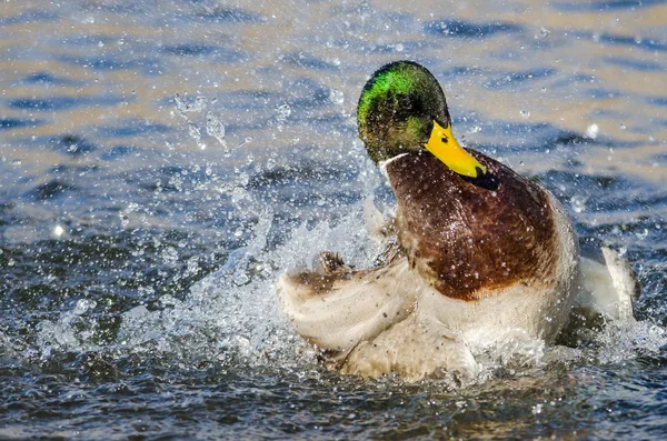 Mallard Duck Serin ve Ferahlatıcı Su 'da Oynuyor ve Sıçrıyor