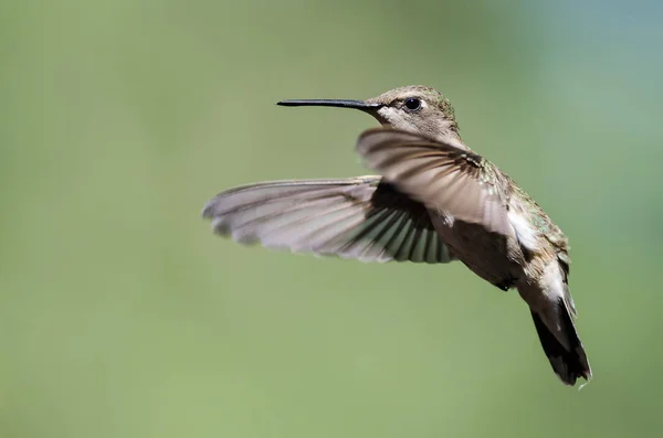 Colibrí Negro Chinned Flotando Vuelo Profundo Bosque —  Fotos de Stock