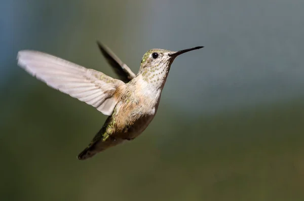 Colibrí Cola Ancha Flotando Vuelo Profundo Bosque —  Fotos de Stock