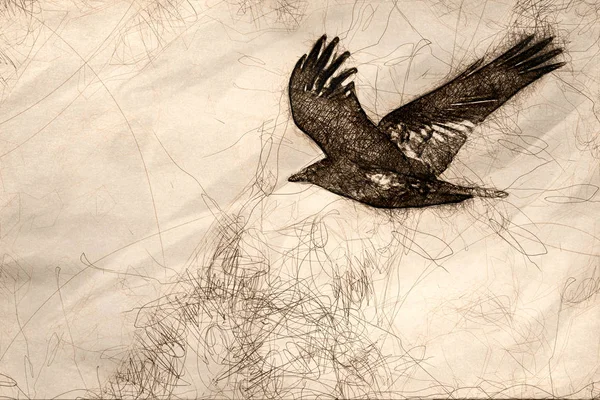 Common Black Raven пролетает над полом каньона — стоковое фото