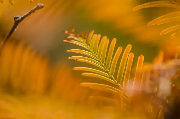 Golden Tűlevelek Dawn Redwood Ősszel — Stock Fotó