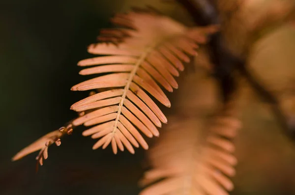 Las Agujas Oro Secuoya Del Amanecer Otoño —  Fotos de Stock