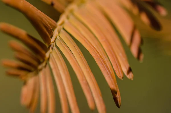 Jehly Golden Dawn Redwood Podzim — Stock fotografie