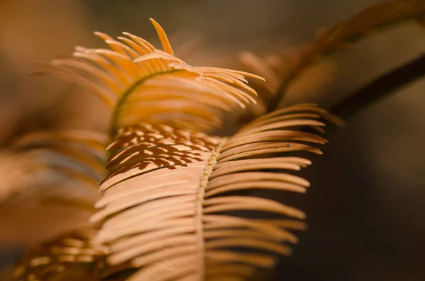 秋の夜明けレッドウッドの金色の針 — ストック写真