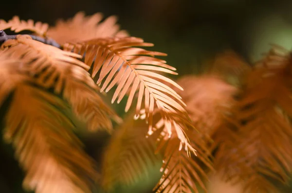 Gouden Naalden Van Dawn Redwood Herfst — Stockfoto