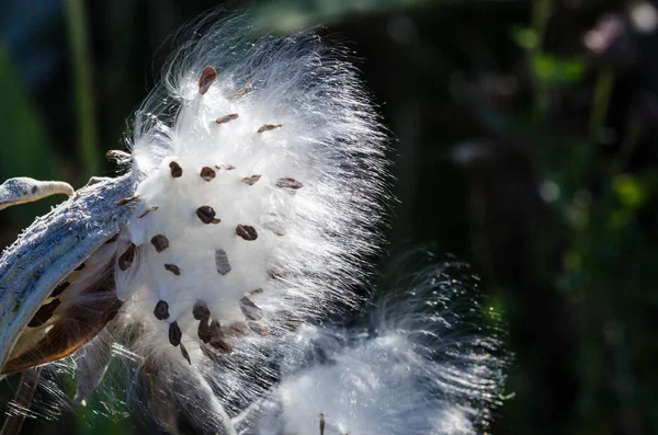 Nature Abstract Elegant White Milkweed Fibers Presenting Seeds — Stock Photo, Image