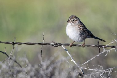 Beyaz taçlı serçe bir dikenli tel çit üzerinde perched