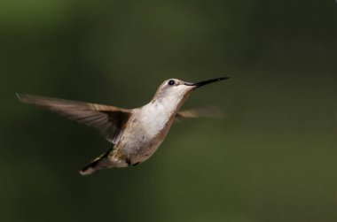 Siyah çeneli sinek kuşu uçuş Hovering ormanın derinliklerinde