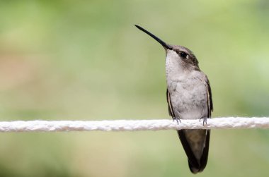 Siyah çeneli sinek kuşu beyaz Clothesline bir parçası üzerinde tünemiş