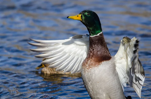 Germano Reale Anatra Stretching Suo Ali Mentre Riposo Acqua — Foto Stock