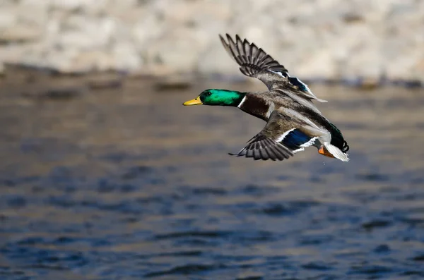 Mallard Duck Flyger Över Floden — Stockfoto