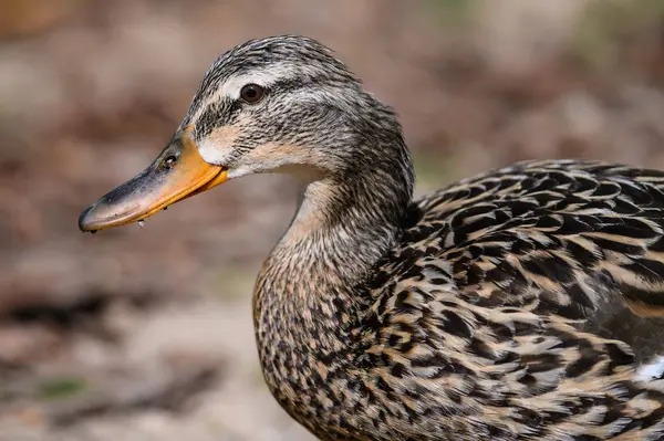 Close Look Profile Mallard Duck — Stock Photo, Image