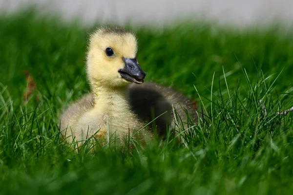 Newborn Gosling Resting Quietly Soft Green Grass — Stock Photo, Image