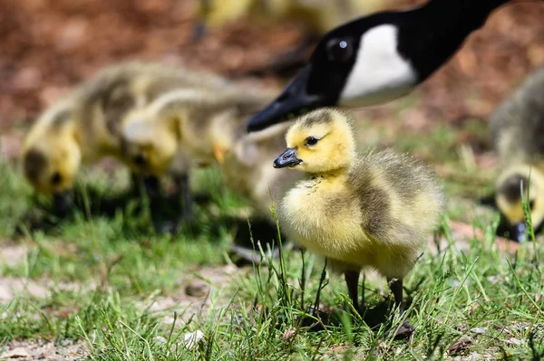 Nyfödda Goslings Lära Sig Det Vaksamma Ögat Mor — Stockfoto