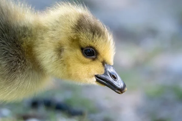 Fechar Perfil Adorável Recém Nascido Gosling — Fotografia de Stock