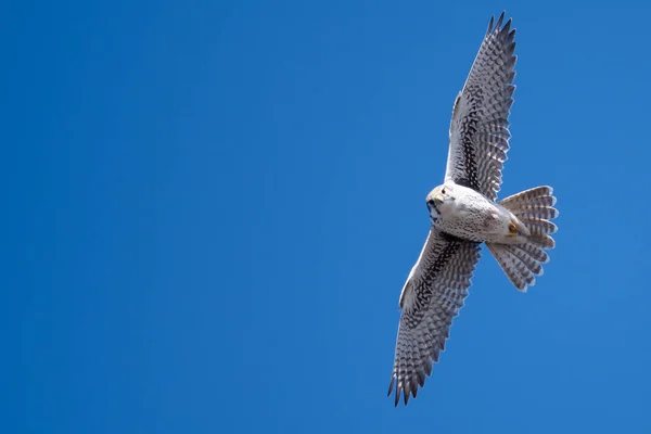 Prairie Falcon Making Direct Eye Contact While Soaring High Blue — Stock Photo, Image