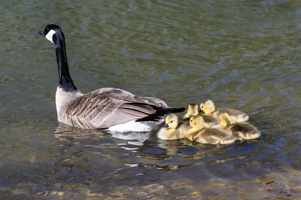 Förtjusande Nyfödda Goslings Simmar Bredvid Sin Mor — Stockfoto