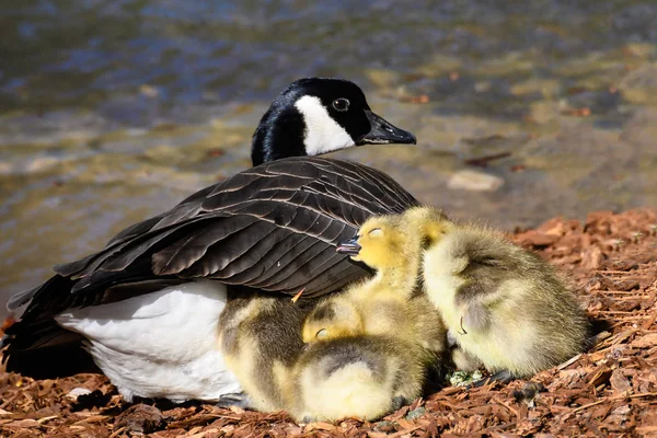 Nyfödda Goslings Tyst Tupplur Bredvid Sin Mor — Stockfoto