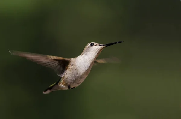 Black Chinned Колибри Зависает Полете Глубоко Лесу — стоковое фото