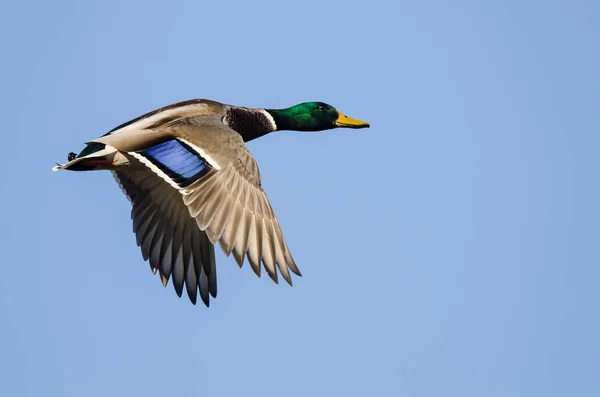 Mallard Duck Πετάει Γαλάζιο Ουρανό — Φωτογραφία Αρχείου