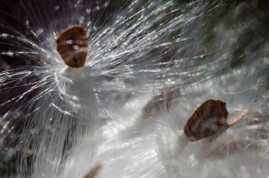 Doğa Özeti: Zarif Beyaz Süt Ürünleri Tohumlarını Sunar