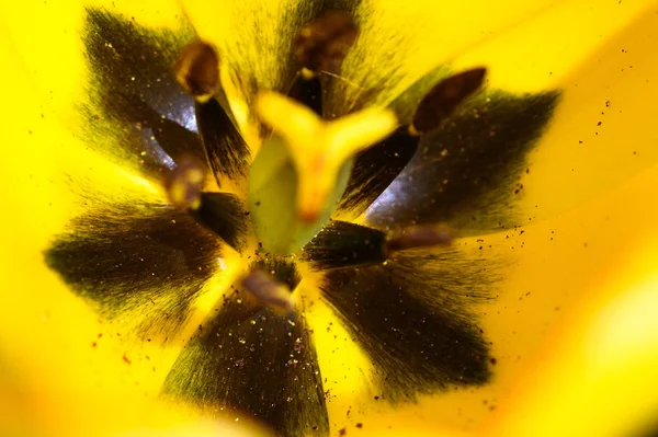 Nature Abstract Close Look Magnificent Yellow Colors Tulip Petal — Stock Photo, Image