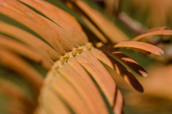 Gouden Naalden Van Dawn Redwood Herfst — Stockfoto