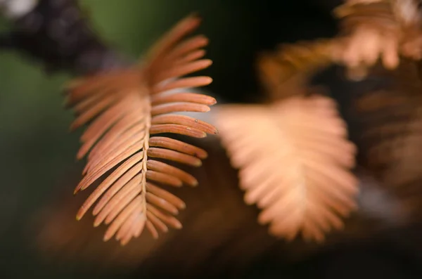 Şafak Redwood Sonbaharın Altın Iğne — Stok fotoğraf