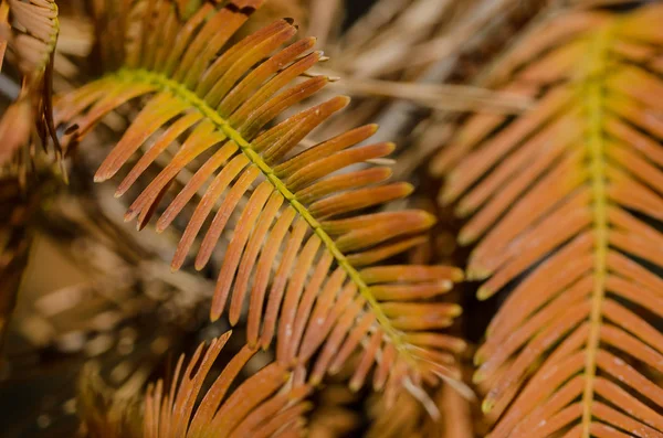 Jehly Golden Dawn Redwood Podzim — Stock fotografie