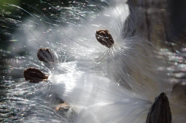 Nature Abstract Elegante Witte Melkvezel Presenteert Zijn Zaad — Stockfoto