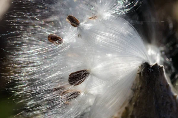 Nature Abstract Elegant White Milkweed Fibers Presenting Seeds — Stock Photo, Image