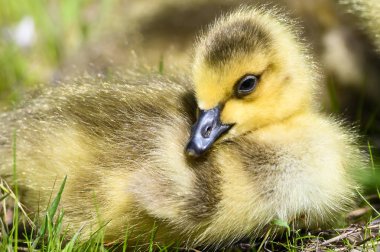 Yenidoğan Gosling Yumuşak Yeşil Çim Üzerinde Sessizce Dinlenme