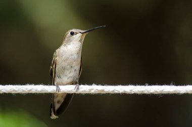 Siyah çeneli sinek kuşu beyaz Clothesline bir parçası üzerinde tünemiş