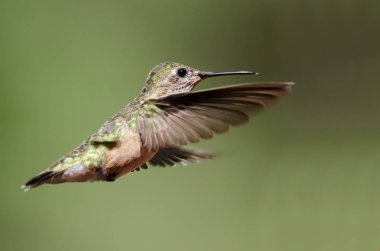 Sevimli küçük kızıl sinekkuşu uçuşta Hovering ormanın derinliklerinde