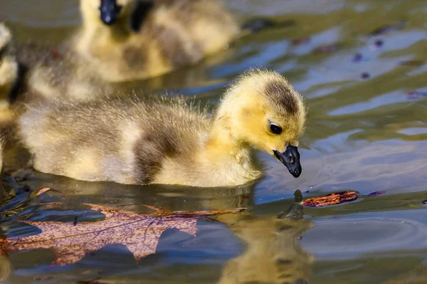 Bedårande Nyfödda Gosling Inspektion Träbit Som Flyter Närheten — Stockfoto