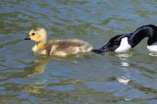 Newborn Goslings Learning Swim Watchful Eye Mother — Stock Photo, Image