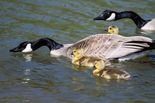 Goslings Nouveau Nés Apprenant Nager Sous Œil Vigilant Mère — Photo