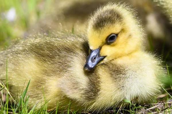 Nyfödda Gosling Vilar Tyst Mjukt Grönt Gräs — Stockfoto