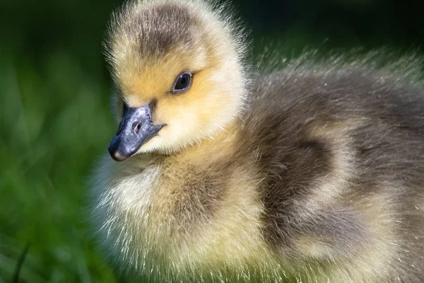 Profil Bezárása Egy Imádnivaló Újszülött Gosling — Stock Fotó